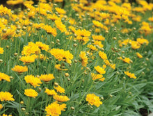 Load image into Gallery viewer, Coreopsis 'Early Sunrise'
