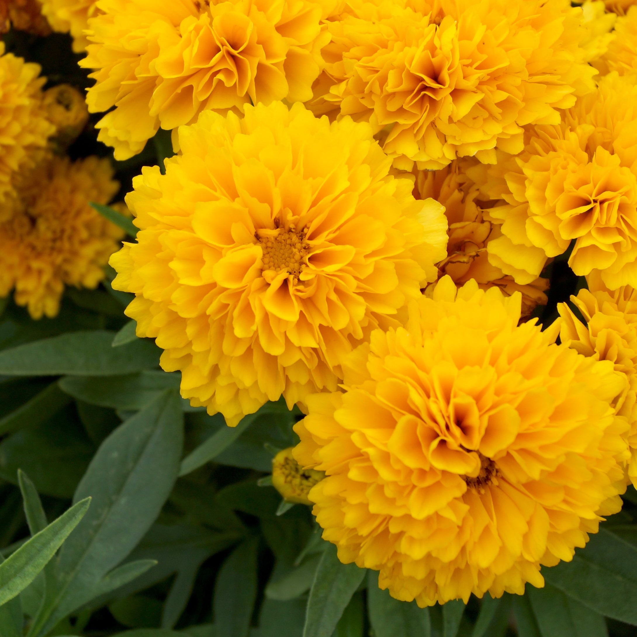 Coreopsis 'Solanna™ Golden Sphere'