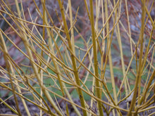Load image into Gallery viewer, Cornus &#39;Arctic Fire Yellow&#39;
