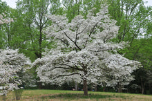 Load image into Gallery viewer, Flowering Dogwood
