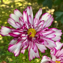 Load image into Gallery viewer, Cosmos
