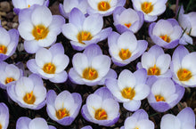 Load image into Gallery viewer, Crocus &#39;Blue Pearl&#39;
