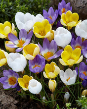Load image into Gallery viewer, Crocus &#39;Botanical&#39; mix
