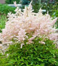 Load image into Gallery viewer, Astilbe &#39;Younique™ Silvery Pink&#39;
