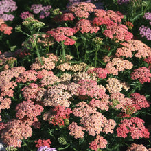Load image into Gallery viewer, Achillea &#39;Apricot Delight&#39;
