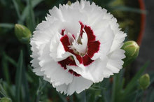 Load image into Gallery viewer, Dianthus Scent First® &#39;Coconut Surprise&#39;
