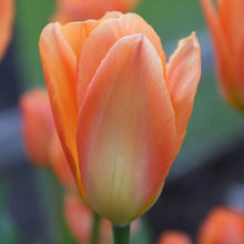 Load image into Gallery viewer, Tulip &#39;Orange Emperor&#39;
