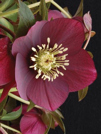 Helleborus 'Ruby Wine'