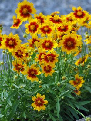 Coreopsis 'UpTick™ Gold & Bronze'
