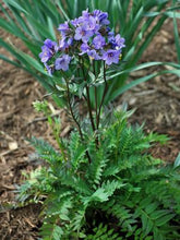 Load image into Gallery viewer, Polemonium 'Bressingham Purple'
