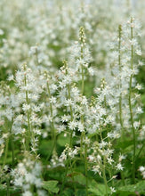 Load image into Gallery viewer, Tiarella &#39;Running Tapestry&#39;
