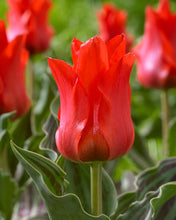 Load image into Gallery viewer, Tulip &#39;Red Riding Hood&#39;
