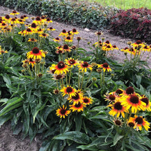 Load image into Gallery viewer, Echinacea 'Parrot'
