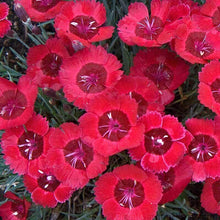 Load image into Gallery viewer, Dianthus &#39;Eastern Star&#39;
