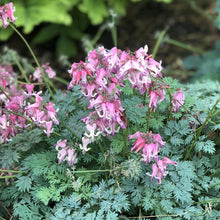 Load image into Gallery viewer, Dicentra 'Pink Diamonds'
