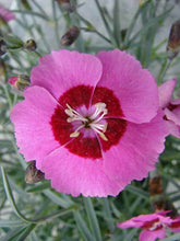 Load image into Gallery viewer, Dianthus &#39;Peppermint Star&#39;
