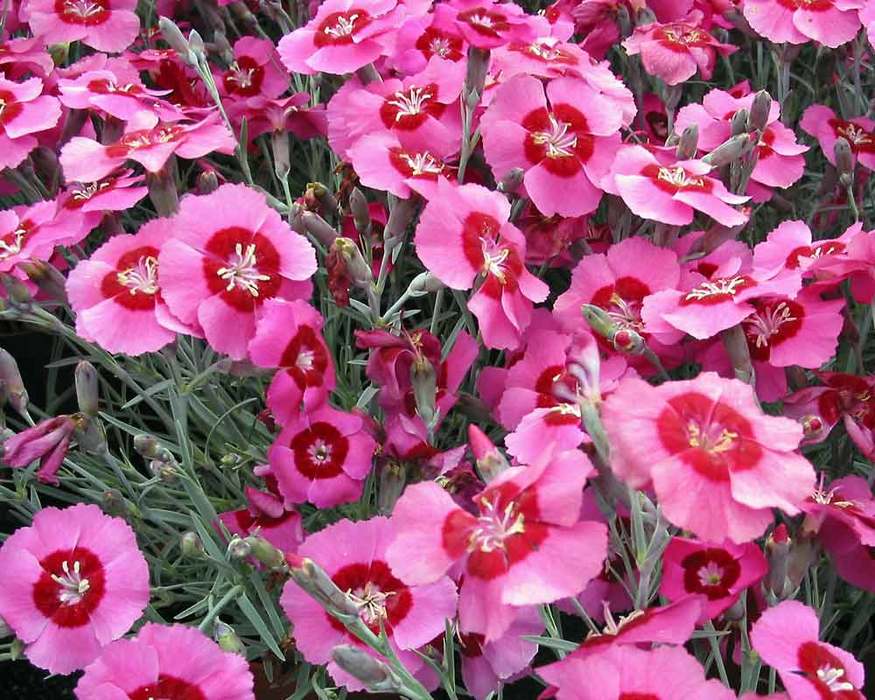 Dianthus 'Peppermint Star'
