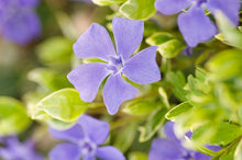Load image into Gallery viewer, Vinca 'Ralph Shugert'
