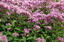 Load image into Gallery viewer, Eupatorium maculatum (Spotted Joe Pye Weed)
