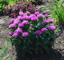 Load image into Gallery viewer, Monarda &#39;Petite Delight&#39;
