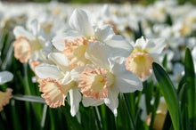 Load image into Gallery viewer, Daffodil &#39;British Gamble&#39;
