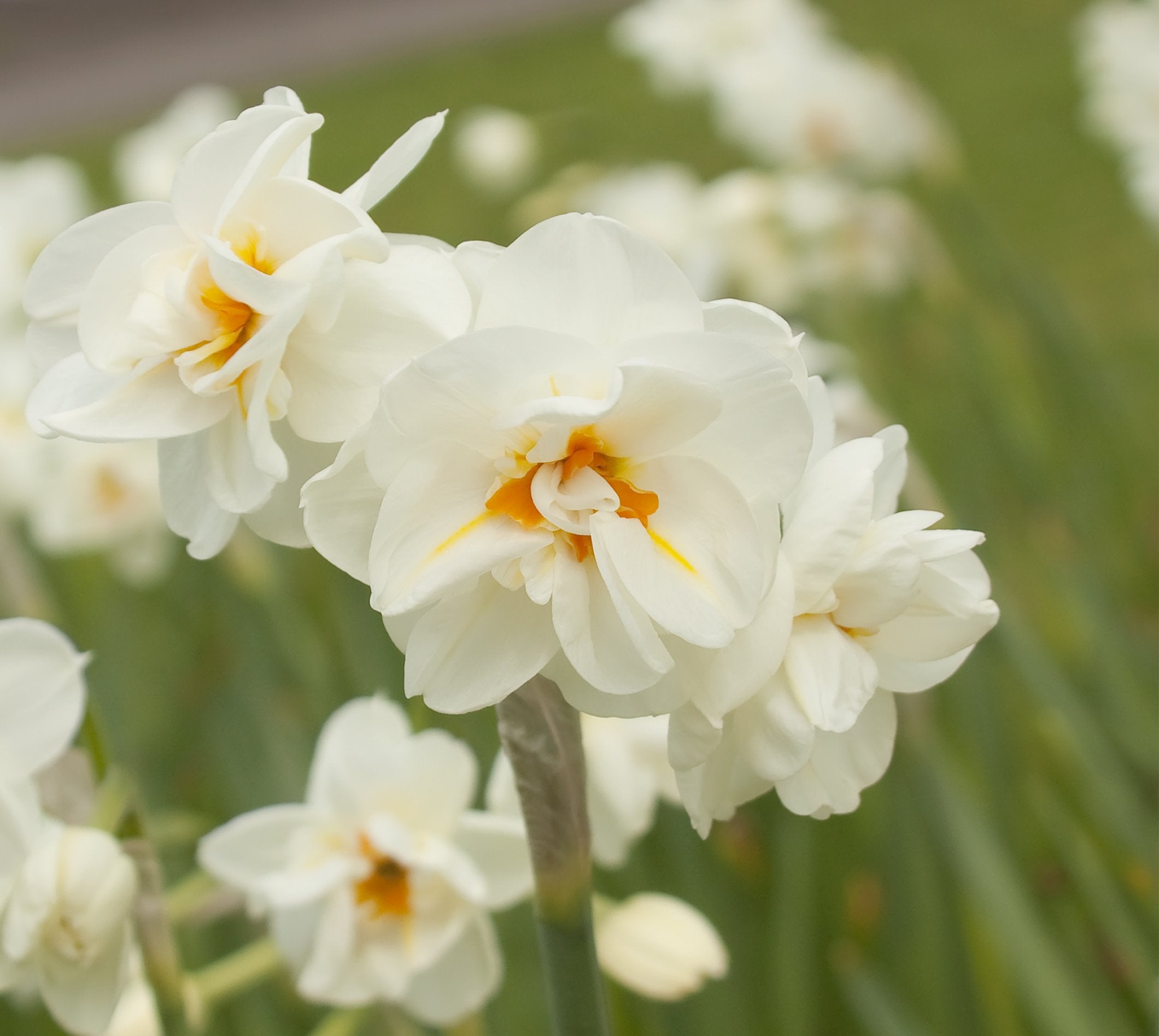 Daffodil 'Sir Winston Churchill'
