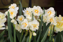 Load image into Gallery viewer, Daffodil &#39;Sir Winston Churchill&#39;
