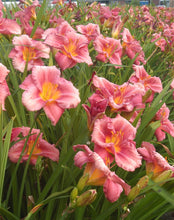 Load image into Gallery viewer, Hemerocallis 'Rosy Returns' (Daylily)
