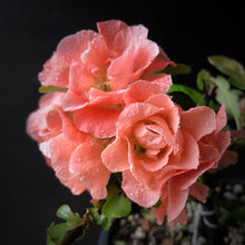 Load image into Gallery viewer, Quince Double Take® Peach
