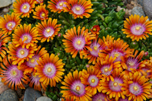 Load image into Gallery viewer, Delosperma &#39;Fire Spinner®&#39;
