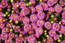 Load image into Gallery viewer, Chrysanthemum &#39;Dainty Pink Igloo&#39;
