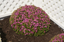 Load image into Gallery viewer, Chrysanthemum &#39;Dainty Pink Igloo&#39;
