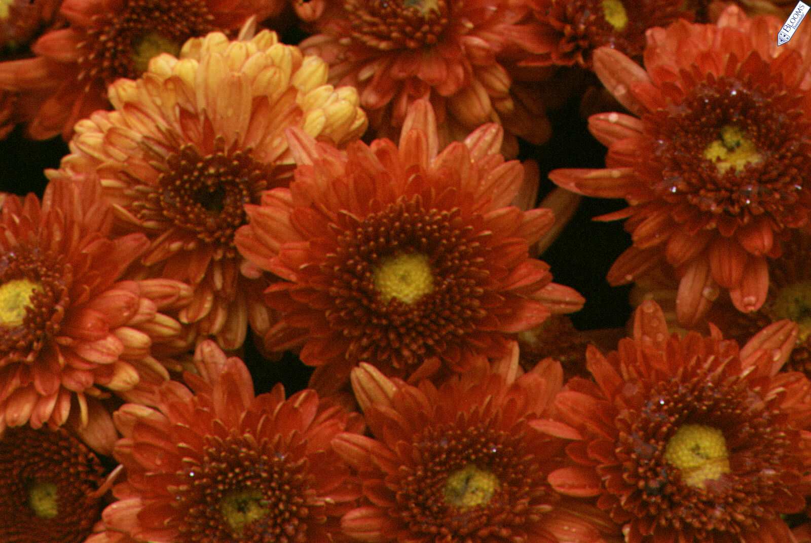 Hardy Chrysanthemum 'Warm Igloo'