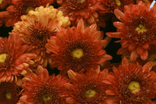 Load image into Gallery viewer, Hardy Chrysanthemum &#39;Warm Igloo&#39;
