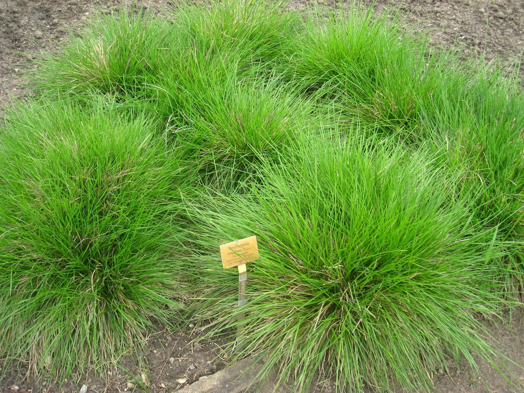 Deschampsia cespitosa (Tufted Hair Grass)