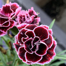 Load image into Gallery viewer, Dianthus Odessa® &#39;Pierrot&#39;
