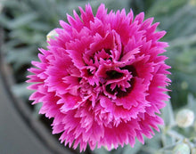 Load image into Gallery viewer, Dianthus 'Starlette'
