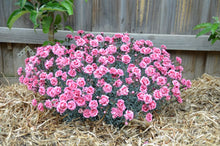 Load image into Gallery viewer, Dianthus Scent First® &#39;Sugar Plum&#39;
