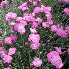 Load image into Gallery viewer, Dianthus 'Tiny Rubies'
