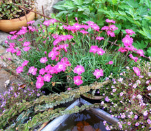 Load image into Gallery viewer, Dianthus 'Kahori Pink®'
