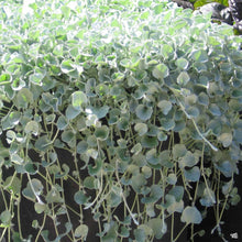 Load image into Gallery viewer, Dichondra &#39;Silver Falls&#39;
