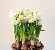 Load image into Gallery viewer, Daffodil &#39;Erlicheer&#39;
