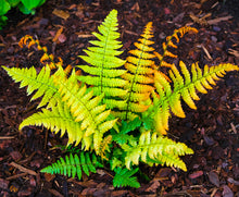 Load image into Gallery viewer, Fern &#39;Jurassic Gold&#39;
