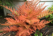 Load image into Gallery viewer, Fern 'Autumn Brilliance'
