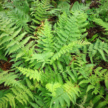 Load image into Gallery viewer, Fern Eastern Wood
