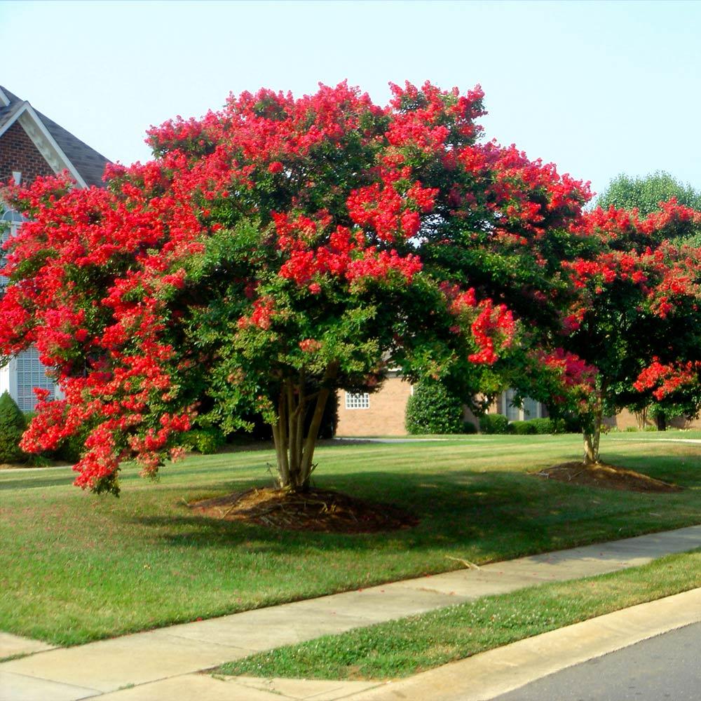 Crape Myrtle 'Dynamite'