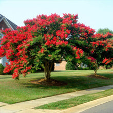 Load image into Gallery viewer, Crape Myrtle &#39;Dynamite&#39;
