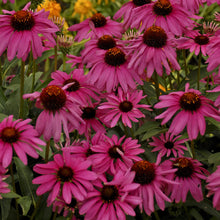Load image into Gallery viewer, Echinacea Butterfly &#39;Purple Emperor&#39;
