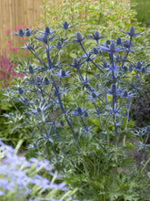 Load image into Gallery viewer, Eryngium &#39;Big Blue&#39;
