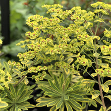 Load image into Gallery viewer, Euphorbia &#39;Ascot Rainbow&#39;
